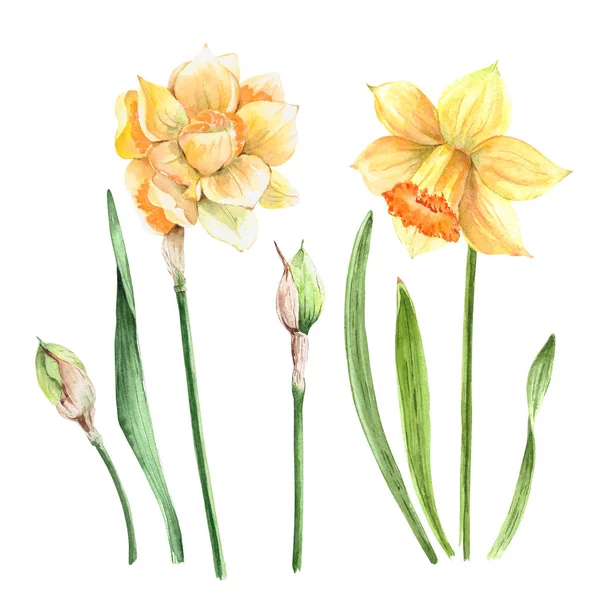 Желтые Нарциссы Цветы Белом Фоне Акварель Иллюстрация — стоковое фото