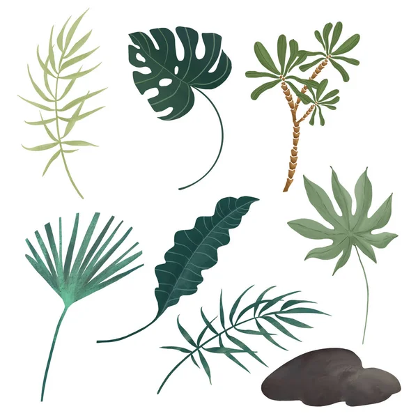 Set Digitaler Zeichnungen Tropischer Pflanzen Und Blätter Auf Weißem Hintergrund — Stockfoto