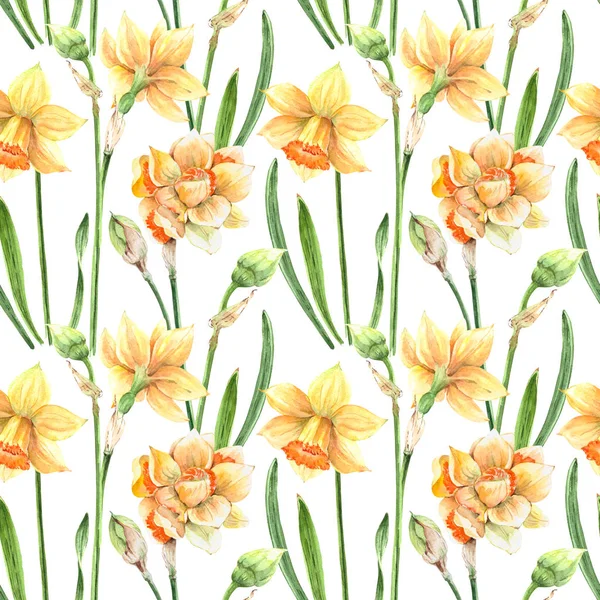 Patrón Flores Amarillas Narcisos Sobre Fondo Blanco Acuarela Dibujo — Foto de Stock