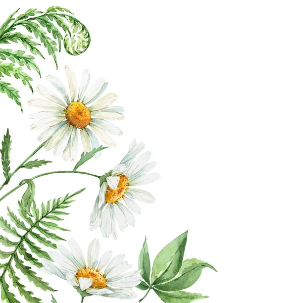 Margeritenblüten Und Grüne Farnblätter Bordüre Aquarell Illustration — Stockfoto