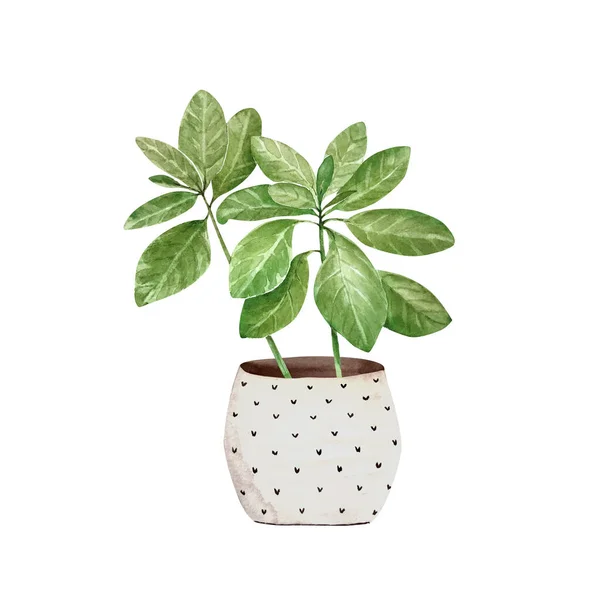 Green Houseplant Pot Closeup White Background Illustration Watercolor — Stock Photo, Image