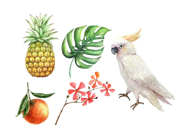 Conjunto Ilustraciones Acuarela Plantas Frutas Tropicales Loro Cacatúa Blanco Sobre —  Fotos de Stock