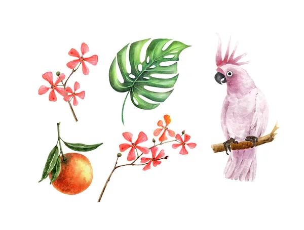 Conjunto Ilustraciones Acuarela Plantas Frutales Tropicales Loro Cacatúa Rosa Sobre —  Fotos de Stock