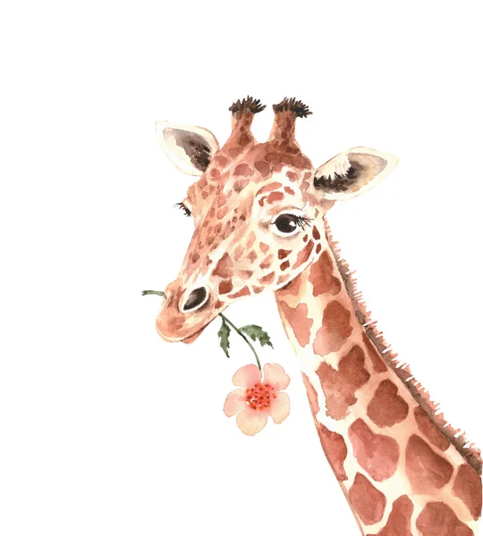 Girafa Bonito Com Uma Flor Sua Boca Close Ilustração Aquarela — Fotografia de Stock