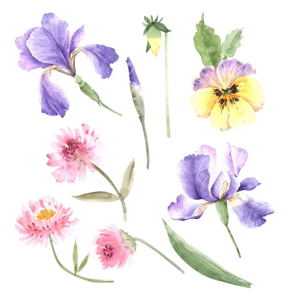 Ensemble Fleurs Jardin Violet Rose Gros Plan Illustration Aquarelle Sur — Photo