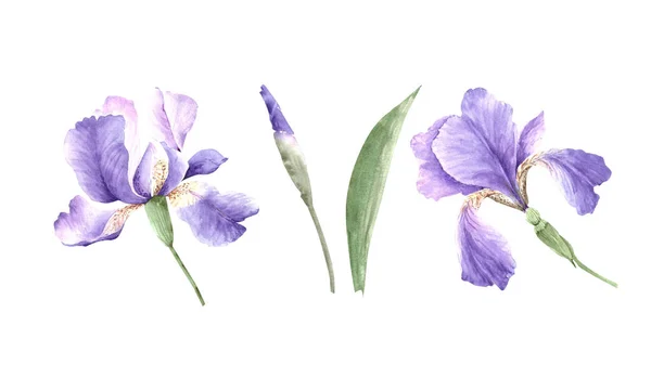 Reihe Von Lila Irisblumen Nahaufnahme Aquarell Illustration Auf Weißem Hintergrund — Stockfoto