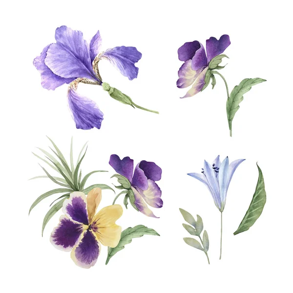 Ensemble Fleurs Plantes Jardin Violet Gros Plan Illustration Aquarelle Sur — Photo