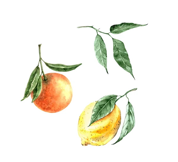 Citron Och Orange Akvarell Illustration Med Gröna Blad Vit Bakgrund — Stockfoto