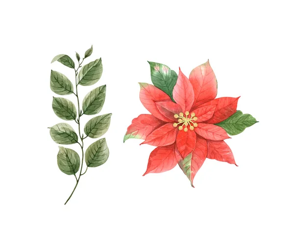 Rote Weihnachtsblume Und Grüner Zweig Aquarell Illustration Auf Weißem Hintergrund — Stockfoto