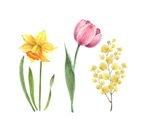 Набор Красивых Весенних Цветов Праздников Акварель Белом Фоне — стоковое фото