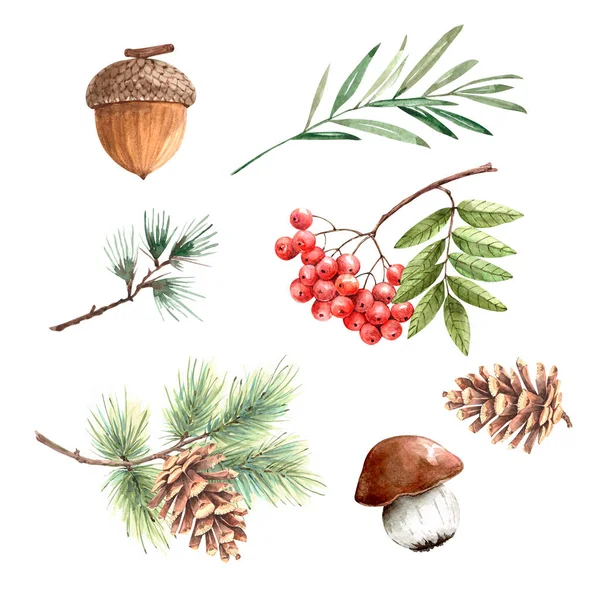 Aquarellbilder Von Waldpflanzen Zapfen Und Pilzen Auf Weißem Hintergrund — Stockfoto