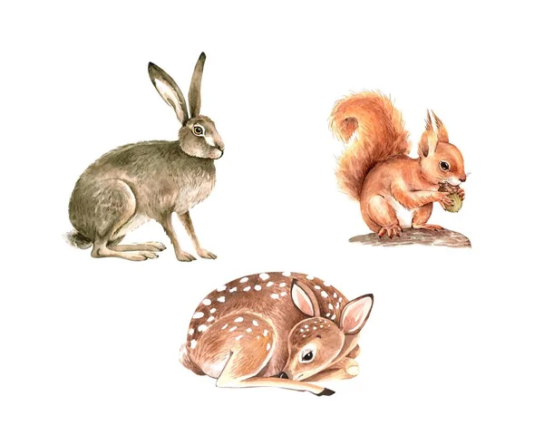 Set of watercolor illustrations forest animals cub, deer, hare and squirrel.  animals isolated on white background. hand painted close up