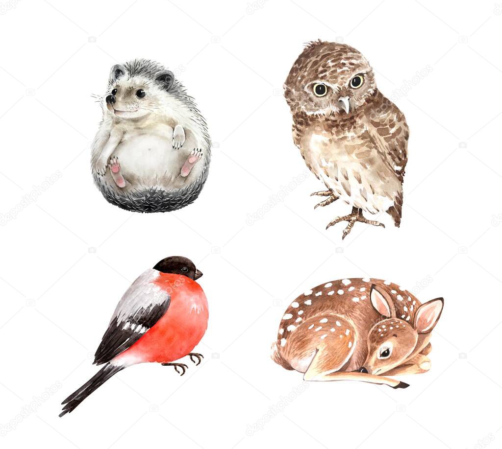 Set of watercolor illustrations forest animals hedgehog, cub deer, bullfinch bird and owl.  animals isolated on white background. hand painted close up