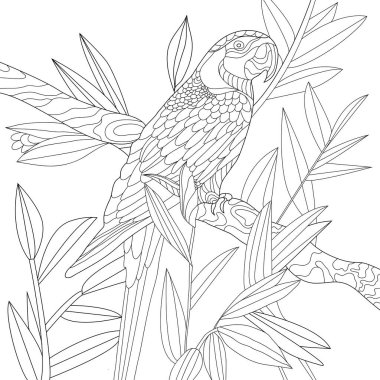 Renkli resim, tropikal papağan kuşu 