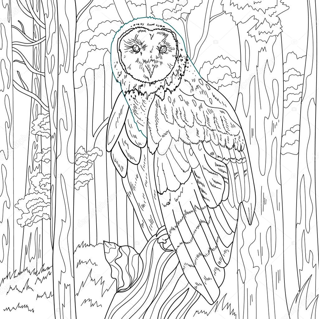 Coloring illustration picture, owl bird 