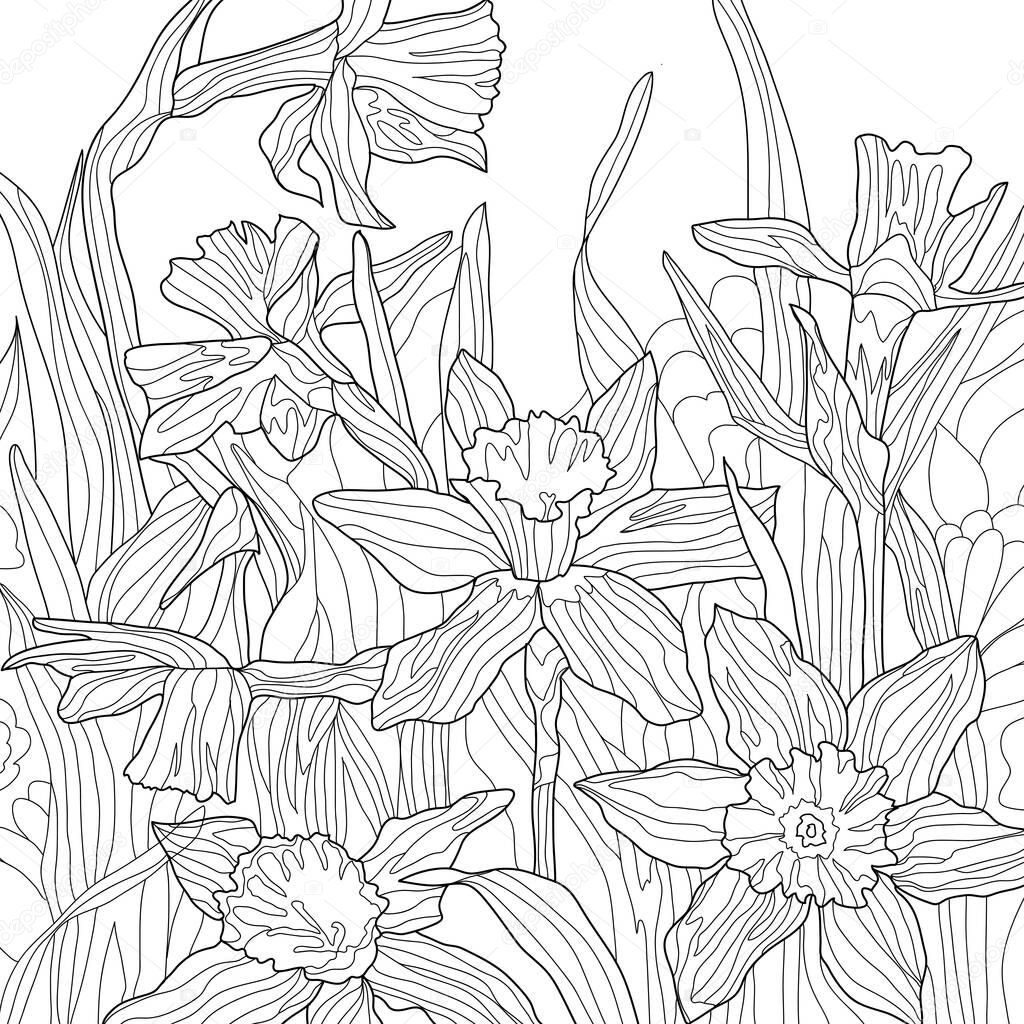 narcissus flowers Coloring illustration picture, petals 