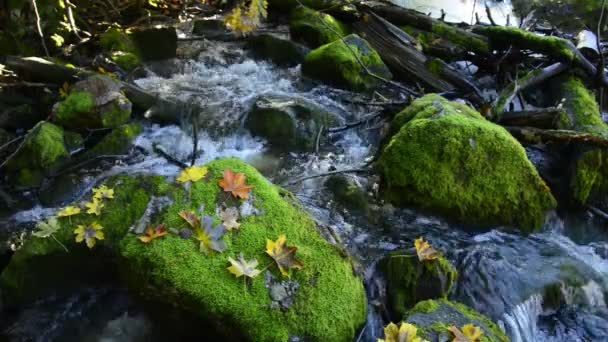 Mountain Creek Suecia — Vídeos de Stock