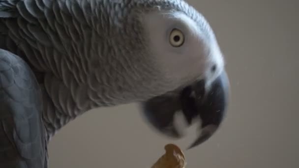 African Grey Parrot Close — Stock Video