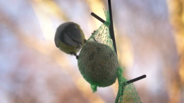 Burung Pada Biji Kacang Dalam Kantong Pesan — Stok Video