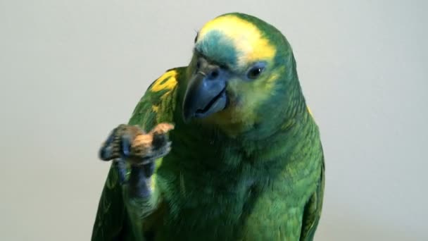 Baby Amazon Parrot Close — Stock Video