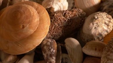 Alışveriş Merkezi kabukları portre görüntüleri 