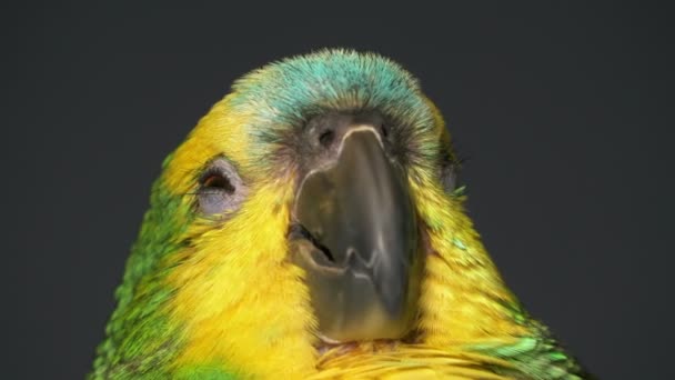 Gäspningar Baby Amazon Papegoja — Stockvideo