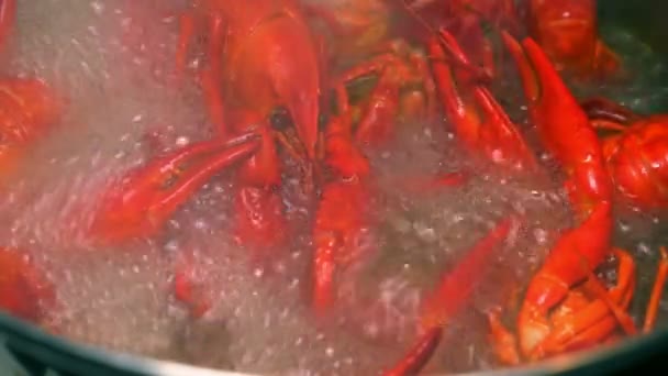 Crayfish Cozido Close — Vídeo de Stock