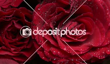 Kırmızı gül demet, yakın çekim