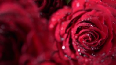 Kırmızı gül demet, yakın çekim