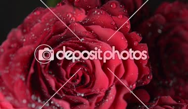 Kırmızı gül demet, yakın çekim