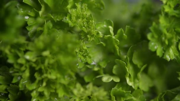 Fresh Green Parsley Close — Stock Video