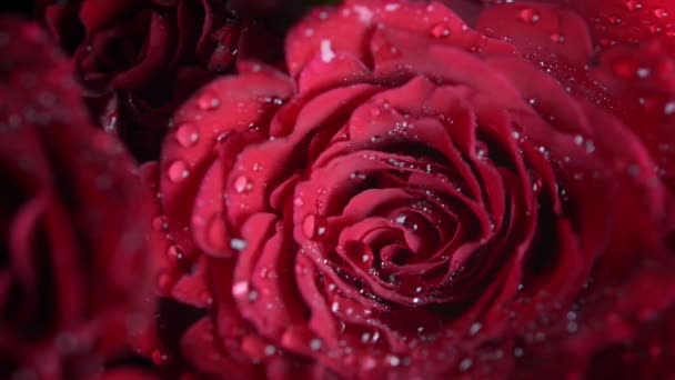 Букет Червоних Троянд Крупним Планом — стокове відео