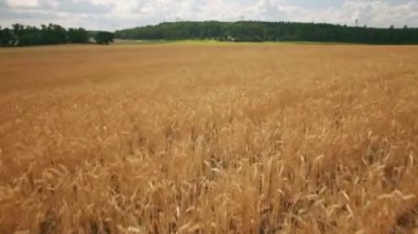 Çiftlikte yetişen ekinler tarlası