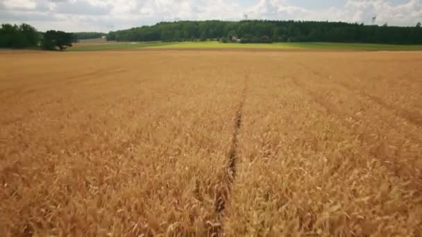 Feldfrüchte Die Auf Dem Bauernhof Wachsen — Stockvideo