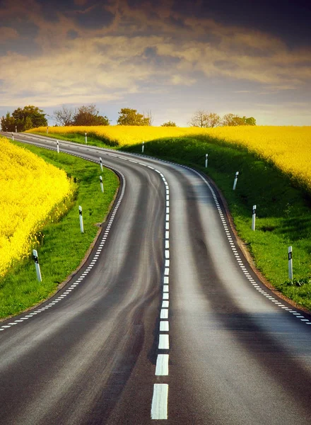 Yellow rapeseed field and a emty road — Stock Photo, Image