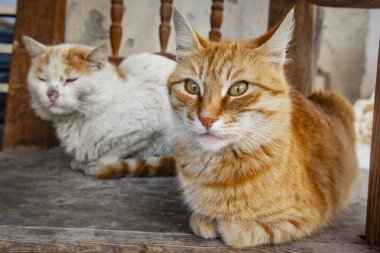 İki dost kedi kırsal kesimde dinlenme