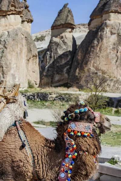 Camel in Cappadocia, Turkey — Stock Photo, Image