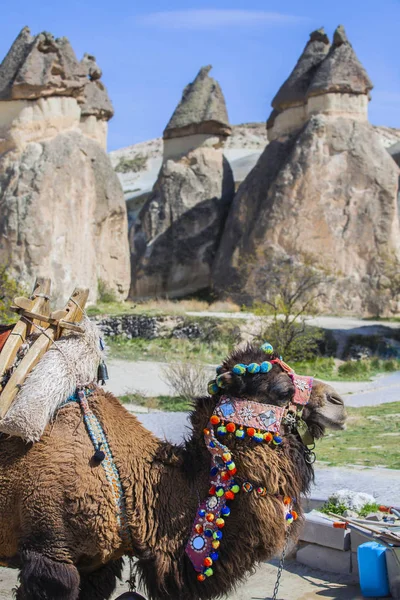 Cammello in Cappadocia, Turchia — Foto Stock