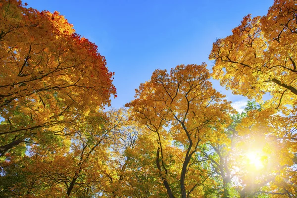 Jesienne drzewa w słonecznym jesiennym parku oświetlone słońcem — Zdjęcie stockowe
