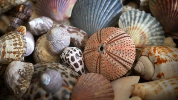 Coquilles Plusieurs Types Tailles — Video