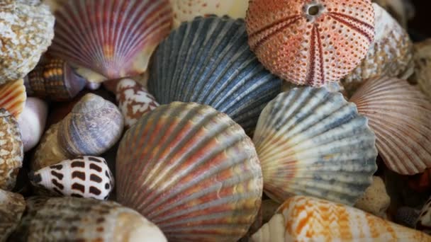 Shells Many Types Sizes — Stock Video