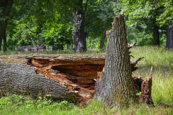 Zlomený strom, pokroucený a potrhaný větrem — Stock fotografie
