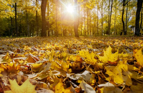 Höst granar i soliga höst parken upplyst av solsken — Stockfoto