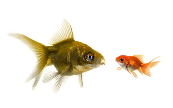 El pez más grande trata de comer el pequeño . — Foto de Stock