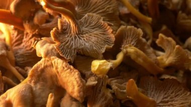 Organik taze chanterelle, kapat.