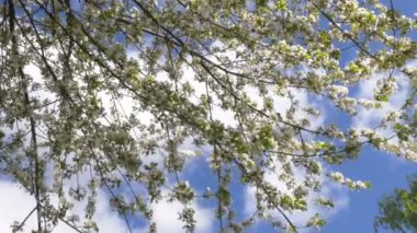 İlkbaharda güzel ağaçlar açar