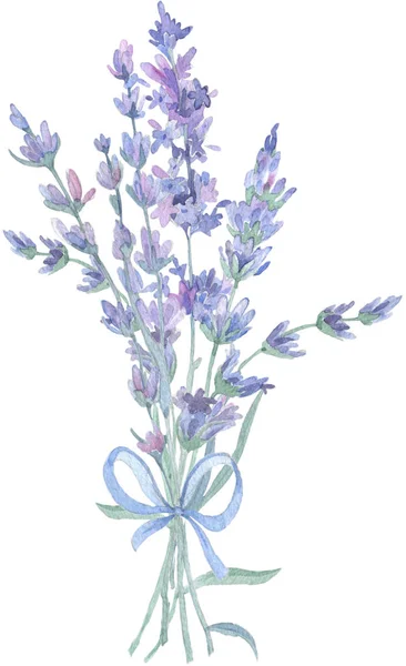 Wildflower lavender flower bouquet in a watercolor style isolated. Full name of the plant: lavender. Aquarelle wild flower for background, texture, wrapper pattern, frame or border. — 스톡 사진