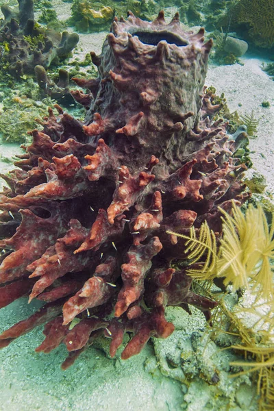 Xestospongia Muta Bottom Ocean — Stock Photo, Image
