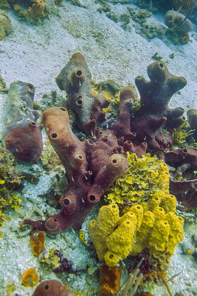 Více Druhů Korálů Atlantském Oceánu — Stock fotografie