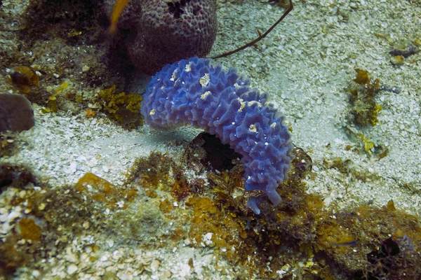 海の底で単一の小さな Aplysina おきました — ストック写真